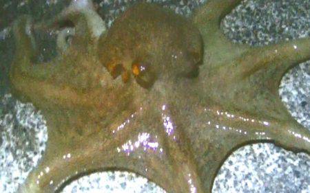 焼津港　タコ釣り、サビキ釣り　２７日、２８日